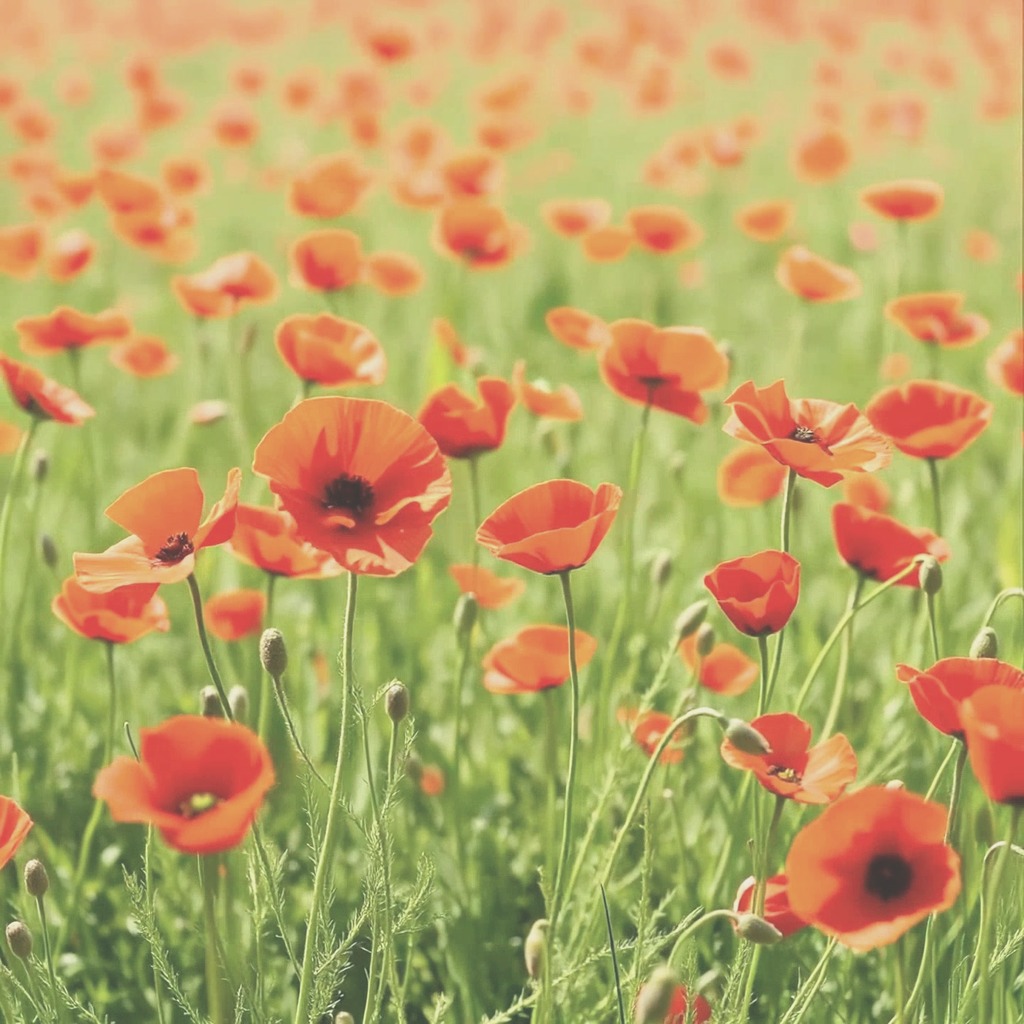 Field of red poppies in daylight